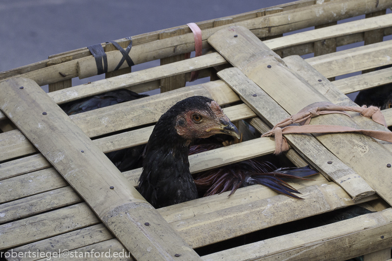 bird market